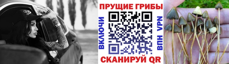 Псилоцибиновые грибы мухоморы Купить закладки Заречный